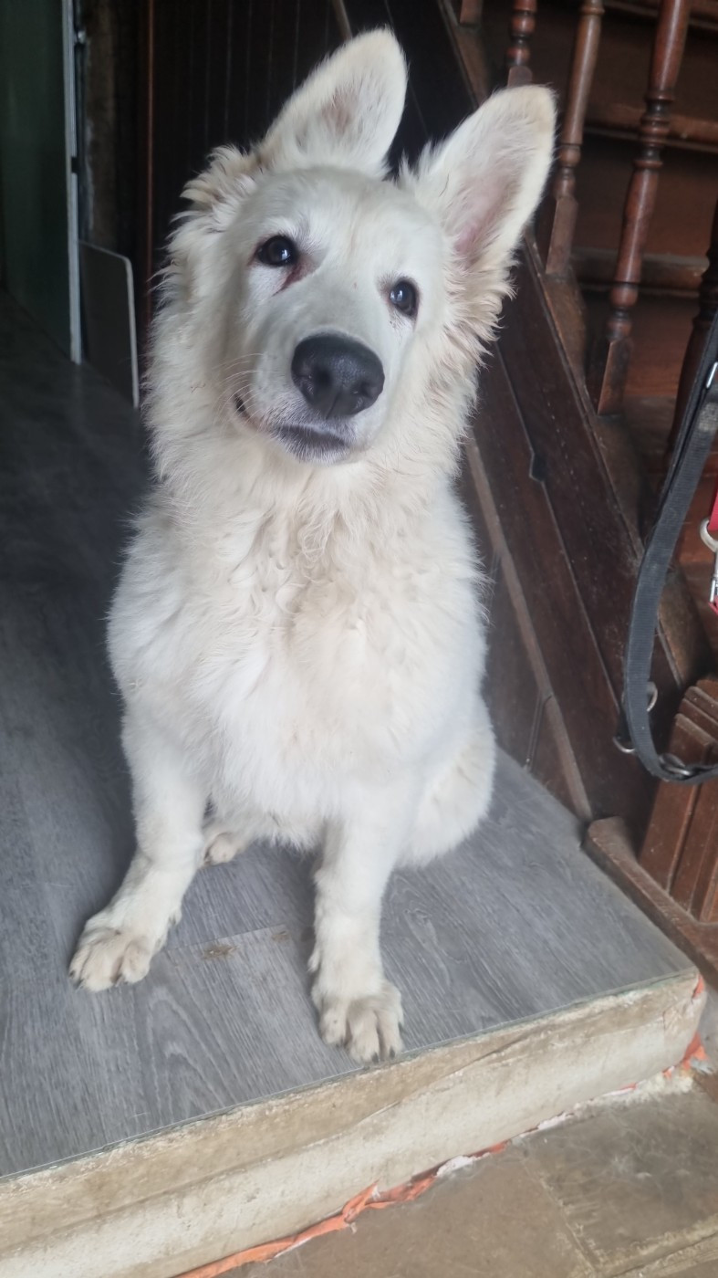 Athos Du Domaine De Manigloo